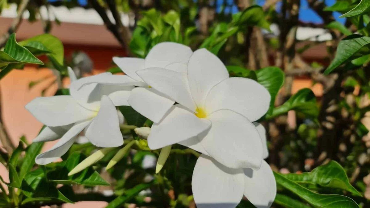 Foto van Missie Curaçao
